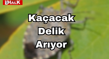 Kaçacak Delik Arıyor