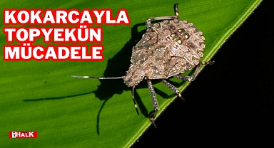 KOKARCAYLA TOPYEKÜN MÜCADELE