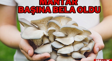 Mantar başına bela oldu