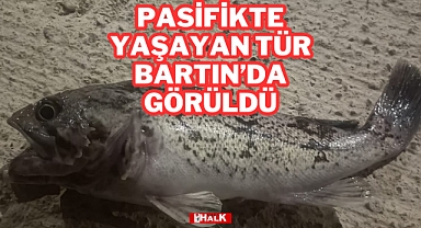 PASİFİKTE YAŞAYAN TÜR BARTIN'DA GÖRÜLDÜ