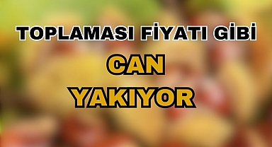 Toplaması Fiyatı Gibi Can Yakıyor