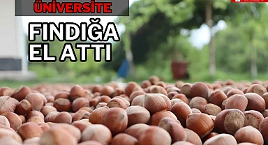 Üniversite fındığa el attı