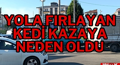 Yola fırlayan kedi kazaya neden oldu