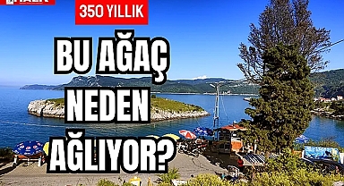 Bu ağaç neden ağlıyor