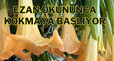 EZAN OKUNUNCA KOKMAYA BAŞLIYOR