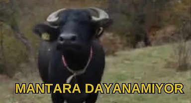 Mantara Dayanamıyor