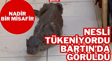 Nesli Tükeniyordu Bartın'da Görüldü