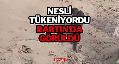 NESLİ TÜKENİYORDU, BARTIN'DA GÖRÜLDÜ