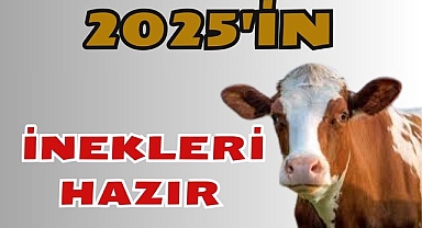 2025'in İnekleri Hazır