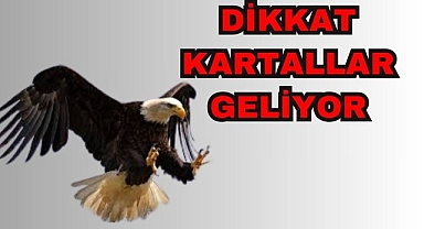 Dikkat Kartallar Geliyor