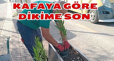Kafaya Göre Dikime Son