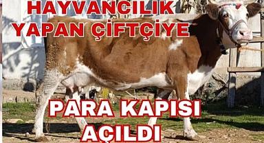 Hayvancılık Yapan Çiftçiye Para Kapısı Açıldı