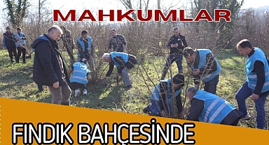 MAHKUMLAR FINDIK BAHÇESİNDE