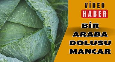 BİR ARABA DOLUSU MANCAR