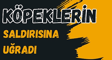 KÖPEKLERİN SALDIRISINA UĞRADI