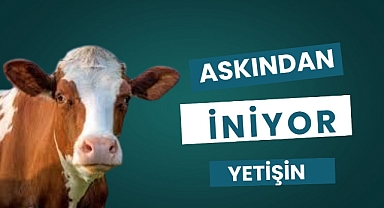 ASKIDAN İNİYOR YETİŞİN