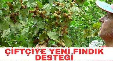 ÇİFTÇİYE YENİ FINDIK DESTEĞİ