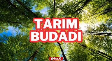 TARIM BUDADI