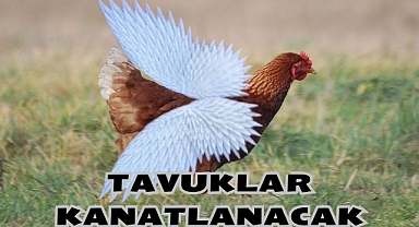 TAVUKLAR KANATLANACAK