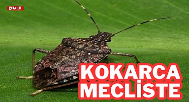 Kokarca Mecliste