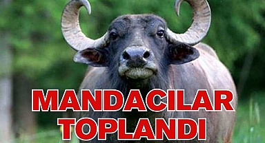 MANDACILAR TOPLANDI