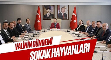 VALİNİN GÜNDEMİ SOKAK HAYVANLARI