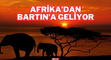 Afrika'dan Bartın'a Geliyor