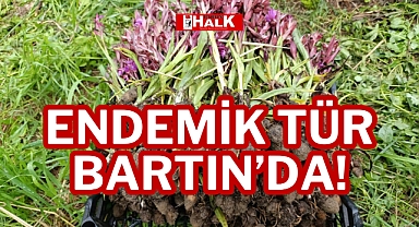 ENDEMİK TÜR BARTIN’DA!