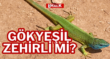 GÖKYEŞİL ZEHİRLİ Mİ?
