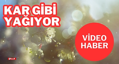 KAR GİBİ YAĞIYOR