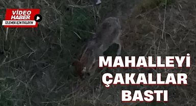 MAHALLEYİ ÇAKALLAR BASTI