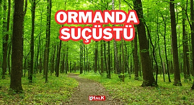 Ormanda Suçüstü