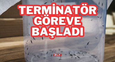 TERMİNATÖR GÖREVE BAŞLADI