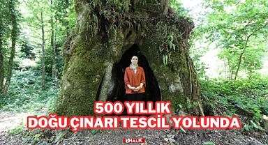 500 Yıllık Doğu Çınarı Tescil Yolunda