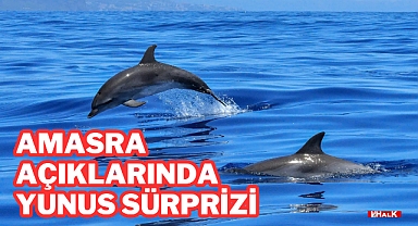 Amasra Açıklarında Yunus Sürprizi