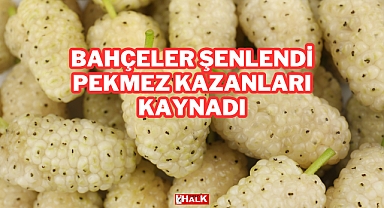 Bahçeler Şenlendi, Pekmez Kazanları Kaynadı
