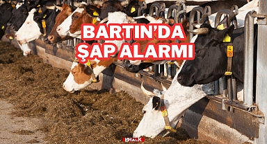 Bartın'da Şap Alarmı