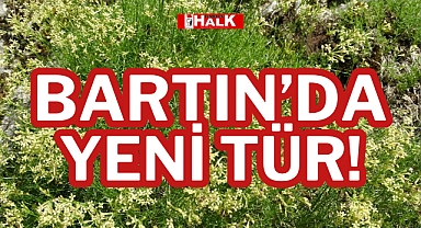 BARTIN'DA YENİ TÜR!