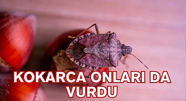 KOKARCA ONLARI DA VURDU