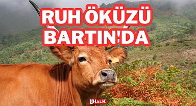 Ruh Öküzü Bartın'da