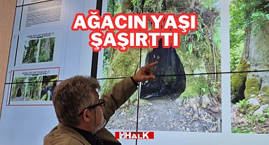 Ağacın Yaşı Şaşırttı