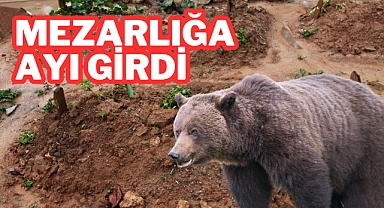 AYI MEZARLIĞA GİRDİ