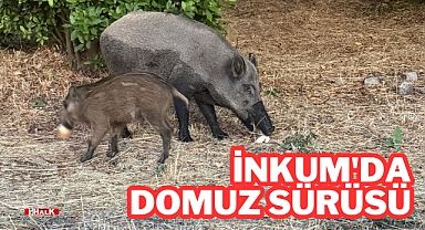 İNKUM'DA DOMUZ SÜRÜSÜ