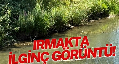 IRMAKTA İLGİNÇ GÖRÜNTÜ!
