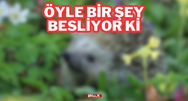 Öyle Bir Şey Besliyor ki