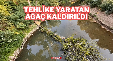 Tehlike Yaratan Ağaç Kaldırıldı