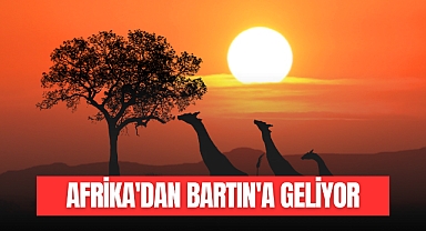 AFRİKA'DAN BARTIN'A GELİYOR