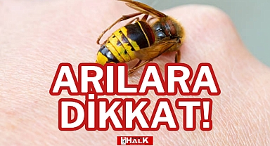 ARILARA DİKKAT!