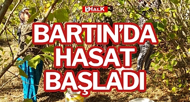 BARTIN’DA HASAT BAŞLADI