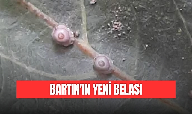 BARTIN'IN YENİ BELASI